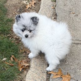 Baby girl 1 - Blue sable female Pomeranian puppy in Woonsocket, Rhode Island from Precious Paws by Jai