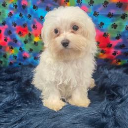 Klaus - White male Maltipoo puppy in Neosho, Missouri from Star Light Pups