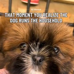 Oliver - Red male Shih Tzu puppy in Texas from A Sassy Soul Shih-Tzu