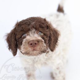 Twizzler - Lagotto Romagnolo puppy from Crescendo Lagotto Romagnolos
