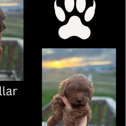 Scar - Red  Goldendoodle puppy in Noblesville, Indiana from R and H Doodles