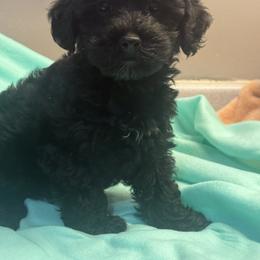Black - Black male Yorkipoo puppy in Florence, Kentucky from 4paws4ever by Design