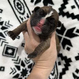 Kickin Roosters Effie (Yellow Collar) - Fawn female Boxer puppy in Alpine, New York from Kickin Rooster AKC Boxers