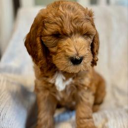Blue - Red  male Goldendoodle puppy in Newnan, Georgia from Old Line Doodles