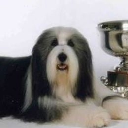 Bearded Collies from Ragtyme