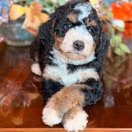 Jigger - Tri-color female Bernedoodle puppy in Royse City, Texas from Platinum Bernedoodles of Texas