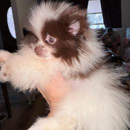 Merlin the Magician - Chocolate parti male Pomeranian puppy in East Mountain, Texas from Fairchild Fancy Pomeranians and Coachella Pomeranians