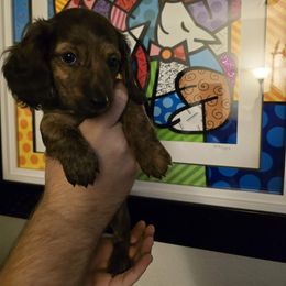 Sylvanas - Brindle female Dachshund puppy in Redlands, California from Pearson's Dachshunds