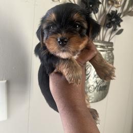 BART - Black and tan male Yorkipoo puppy in Gastonia, North Carolina from Precious pups dynasty kennel