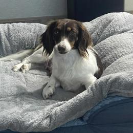 Lucie - Dachshund