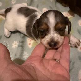 Silver - Dapple male Dachshund puppy in Edinburg, Virginia from Hunter Lane Dachshunds