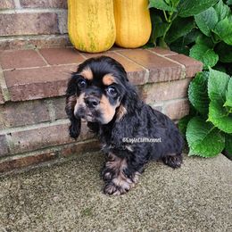 Green Collar - Black and tan male Cocker Spaniel puppy in Stanford, Kentucky from Eagle Cliff Kennel