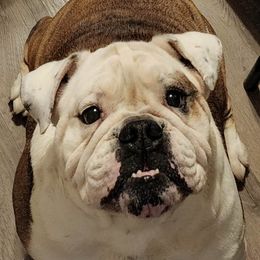 Ben - Bulldog