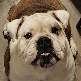 Ben - Bulldog