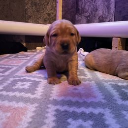 Labrador Retriever Puppies from Bayside Labradors