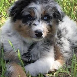 Australian Shepherds from Chilly Peckers Farm