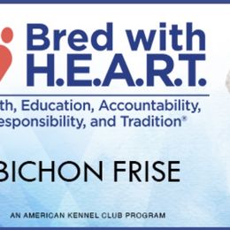 Bichon Frises and German Shepherds from Fox Tribe K9