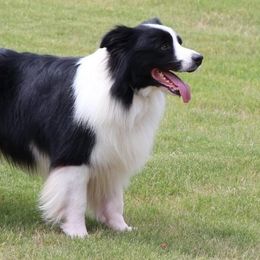 Australian Shepherds and Border Collies from Flat Rock Dogs
