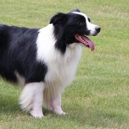 Australian Shepherds and Border Collies from Flat Rock Dogs