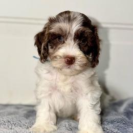 Rocky Chocolate Part Merle - Merle male Australian Labradoodle puppy in Beecher, Illinois from Erica’s Doodles
