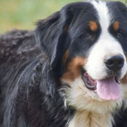 Brody - Bernese Mountain Dog