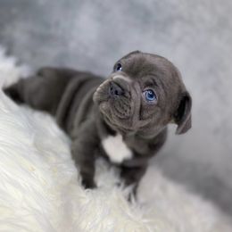 French Bulldog Puppies from Caring Hearts Kennel