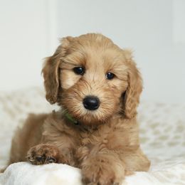 Green - Apricot male Australian Labradoodle puppy in Williamstown, New York from Lewis Manor Labradoodles