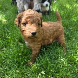 Sunny - Red male Aussiedoodle puppy in Blackfoot, Idaho from Draper Mountain Doodles
