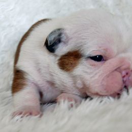 Bulldog Puppies from North Ga Bulldogs