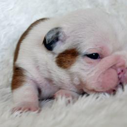 Bulldog Puppies from North Ga Bulldogs