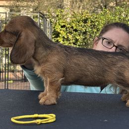 Dachshund Puppies from Passport Dachshunds