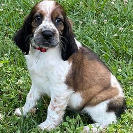 English Springer Spaniels from Sugar Creek Springer Spaniels