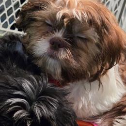 Boy One..red collar - Tricolor male Shih Tzu puppy in New Bern, North Carolina from Kuddly Creatures