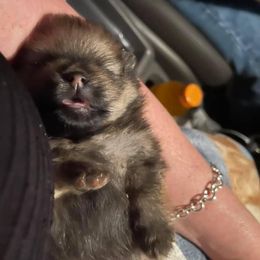 Pomeranian Puppies from Silver’s Reigning Heir Poms