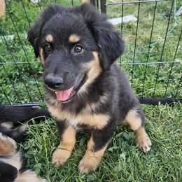 Urban - Black tri-color male Australian Shepherd puppy in Clarkston, Utah from 3am Riot Ranch