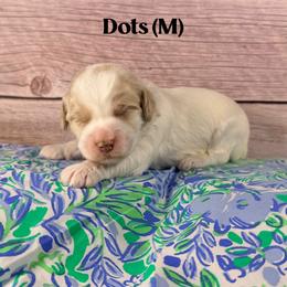 Dots - Caramel male Australian Labradoodle puppy in Silver Spring, Maryland from Potomac Australian Labradoodles