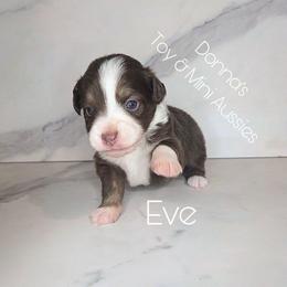 Eve - Red tri female Toy Australian Shepherd puppy in Bethany, Oklahoma from Donna's Toy & Mini Aussies