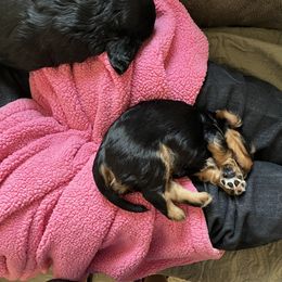 Cavalier King Charles Spaniel Puppies from Cuddly King Charles