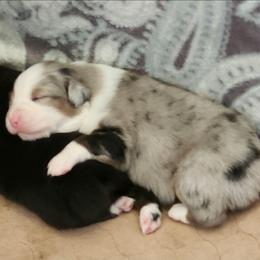 Hope - Blue merle female Australian Shepherd puppy in Athens, Tennessee from Mimi's Aussie