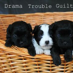 Lowchen Puppies from Willowcreek Kennels