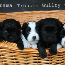 Lowchen Puppies from Willowcreek Kennels