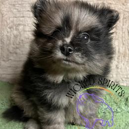 AKC ZEKE - Blue merle male Pomeranian puppy in Watkins Glen, New York from Wicked Spirits Pomeranians
