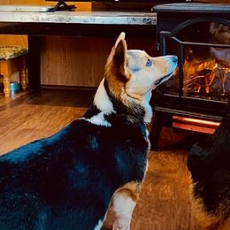 Chole - Pembroke Welsh Corgi