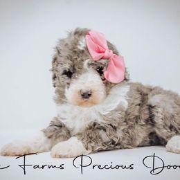 Sheepadoodle Puppies from The Farms Precious Doodles