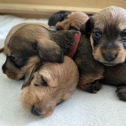 Dachshund Puppies from Vom Dörnerstein