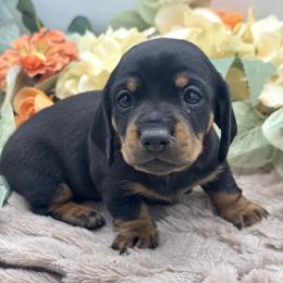 Dove - Black and tan female Dachshund puppy in Exeter, California from Sawtooth Miniature Dachshunds