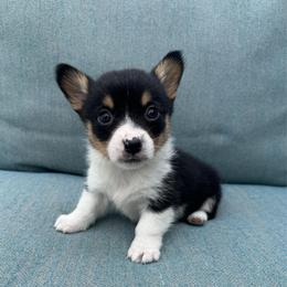 Peach - Black and tan female Pembroke Welsh Corgi puppy in Lake City, Minnesota from Lake Pepin Corgi's