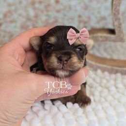 Ashlynn - Chocolate and tan female Yorkshire Terrier puppy in Greenwood County, South Carolina from TCB Yorkies