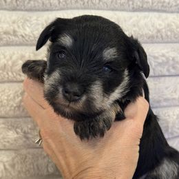 Verbena (Pink Collar) - Black and silver female Miniature Schnauzer puppy in Bullard, Texas from Black Gold Miniature Schnauzers