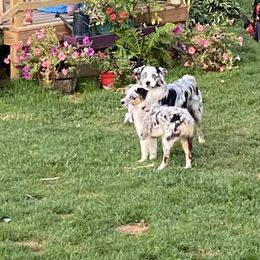 Australian Shepherd and Miniature Australian Shepherd Puppies from Tapestry Australian Shepherds